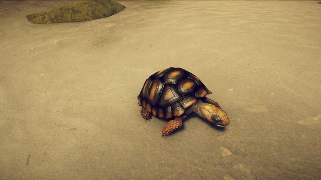 Survival: Fountain of Youth Turtle