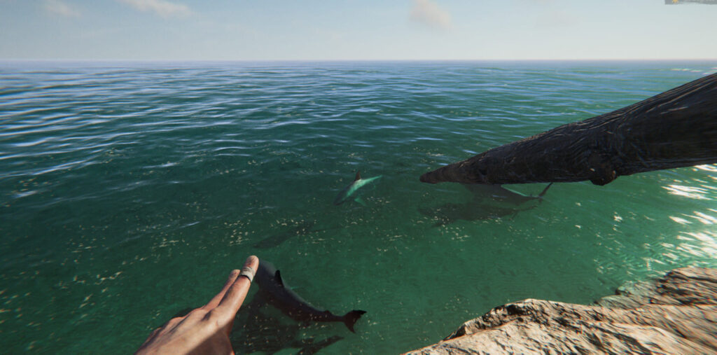 Project castaway sharks